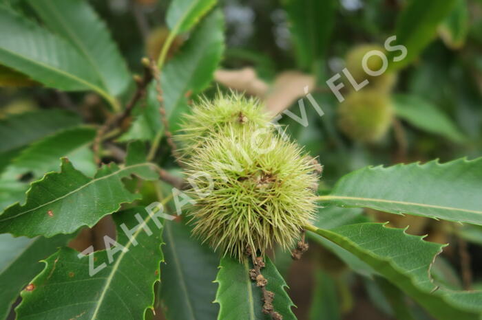 Kaštanovník setý - Castanea sativa