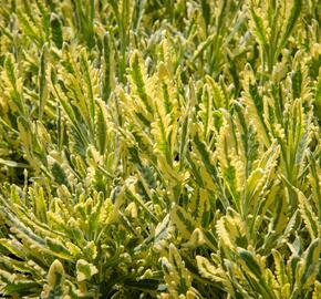 Levandule 'Meerlo' - Lavandula allardii 'Meerlo'