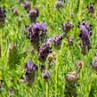 Levandule korunkatá 'Bandera Purple' - Lavandula stoechas 'Bandera Purple'