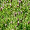 levandule smilovit Bandera Pink - Lavandula stoechas Bandera Pink