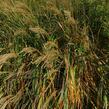 Ozdobnice čínská 'Adagio' - Miscanthus sinensis 'Adagio'