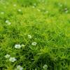 raznk dlovit Moss Lime - Sagina subulata Moss Lime