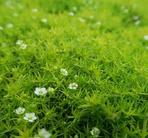 Úrazník 'Moss Lime' - Sagina subulata 'Moss Lime'