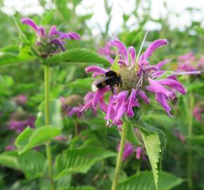 Zavinutka podvojná 'Knight Violet' - Monarda didyma 'Knight Violet'