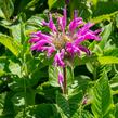 Zavinutka podvojná 'Knight Violet' - Monarda didyma 'Knight Violet'