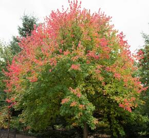 Javor červený - Acer rubrum