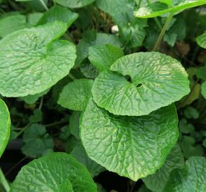 Wasabi 'Mephisto Green' - Wasabia japonica 'Mephisto Green'