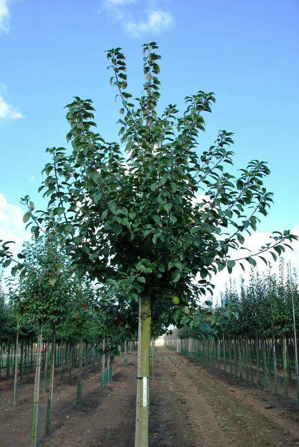 Jabloň lesní - Malus sylvestris