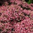 Rozchodník nachový 'Cloud Walker' - Sedum telephium 'Cloud Walker'