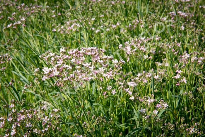 Šater latnatý 'Festival Pink Splash' - Gypsophila paniculata 'Festival Pink Splash'