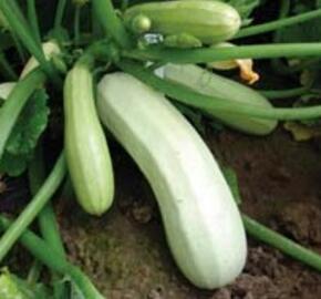 Cuketa 'Kveta' - Cucurbita pepo 'Kveta'