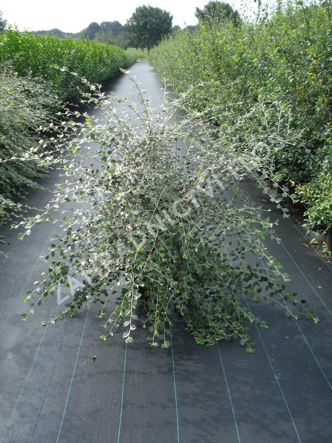 Skalník Franchetův - Cotoneaster franchetii