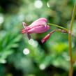 Srdcovka drobnokvětá 'Amore Rose' - Dicentra eximia 'Amore Rose'