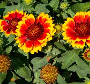 Kokarda osinatá 'Barbican Yellow Red Ring' - Gaillardia aristata 'Barbican Yellow Red Ring'