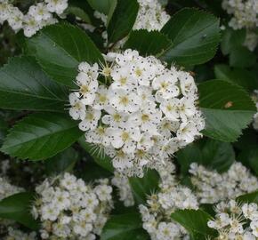 Hloh slívolistý - Crataegus prunifolia