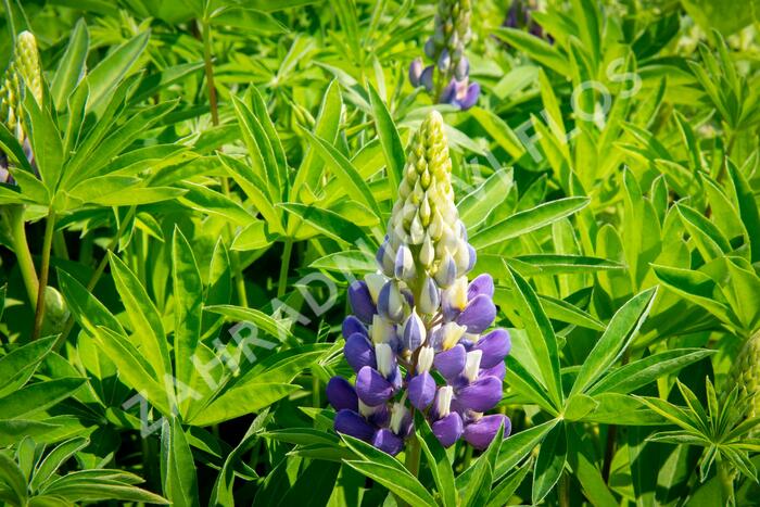 Lupina 'Lupini Blue Shades' - Lupinus polyphyllus 'Lupini Blue Shades'