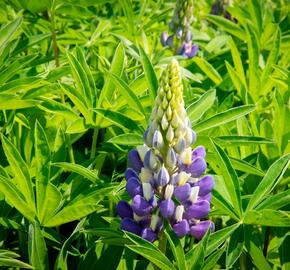 Lupina 'Lupini Blue Shades' - Lupinus polyphyllus 'Lupini Blue Shades'