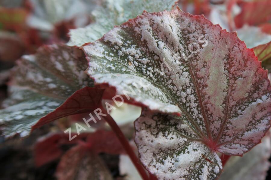 Begónie královská 'Rex Bealeaf Yukon Frost' - Begonia hybrida 'Rex Bealeaf Yukon Frost'