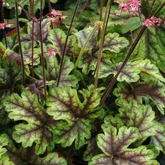 Dlužela 'Tapestry' - Heucherella 'Tapestry'