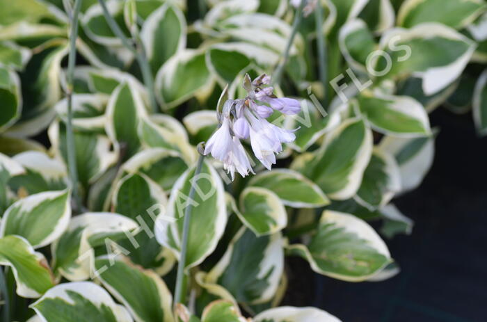 Bohyška 'Brim Cup' - Hosta 'Brim Cup'