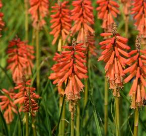 Kleopatřina jehla 'Echo Rojo' - Kniphofia uvaria 'Echo Rojo'