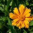 Krásnoočko velkokvěté 'Santa Fe' - Coreopsis grandiflora 'Santa Fe'