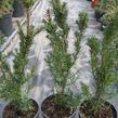 Tis prostřední 'Hicksii' - Taxus media 'Hicksii'