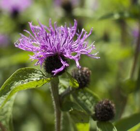 Chrpa 'Cara Mia' - Centaurea 'Cara Mia'