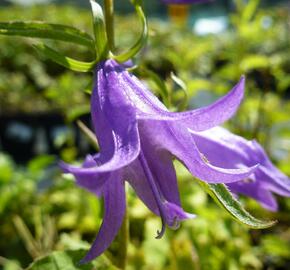 Zvonek 'Campbell' - Campanula prenanthoides 'Campbell'