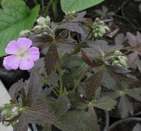 Kakost skvrnitý 'Elizabeth Ann' - Geranium maculatum 'Elizabeth Ann'