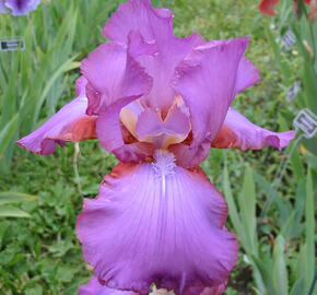 Kosatec německý 'Amethyst Flame' - Iris barbata-elatior 'Amethyst Flame'