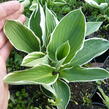 Bohyška 'Francee' - Hosta fortunei 'Francee'