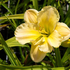 Denivka 'Tequila and Lime' - Hemerocallis 'Tequila and Lime'