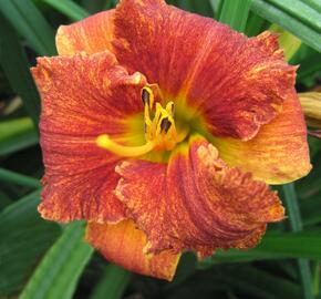 Denivka 'Spacecoast Freaky Tiki' - Hemerocallis 'Spacecoast Freaky Tiki'