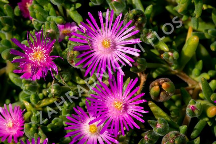 Kosmatec - Delosperma hispida