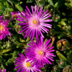 Kosmatec - Delosperma hispida