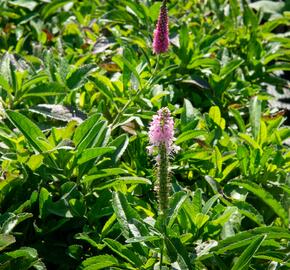 Rozrazil klasnatý 'Rosa Zwerg' - Veronica spicata 'Rosa Zwerg'