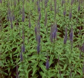 Rozrazil klasnatý - Veronica spicata