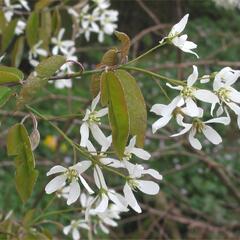 Muchovník kanadský - Amelanchier canadensis