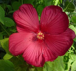 Ibišek bahenní 'Red' - Hibiscus moscheutos 'Red'