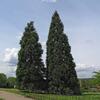 sekvojovec obrovsk - Sequoiadendron giganteum