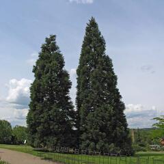 Sekvojovec obrovský - Sequoiadendron giganteum