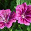 Sléz maurský - Malva mauritiana