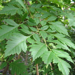 Svitel latnatý - Koelreuteria paniculata