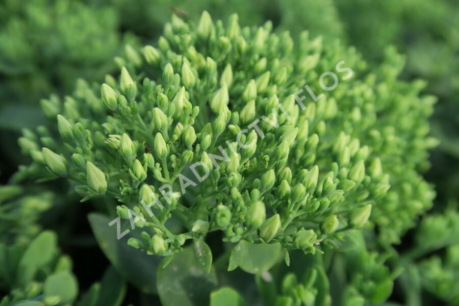 Rozchodník nachový 'Stardust' - Sedum telephium 'Stardust'