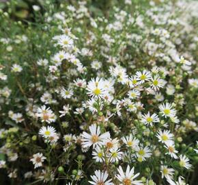 Hvězdnice Pringleova 'Monte Cassino' - Aster pringlei 'Monte Cassino'