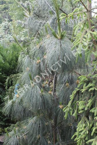 Borovice Schwerinova - Pinus schwerinii