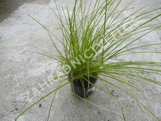 Ostřice latnatá - Carex paniculata