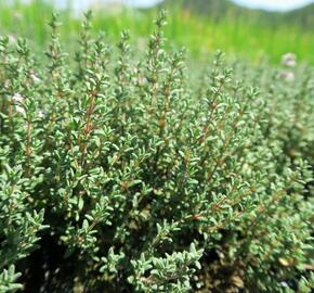 Tymián obecný 'Faustini' - Thymus vulgaris 'Faustini'