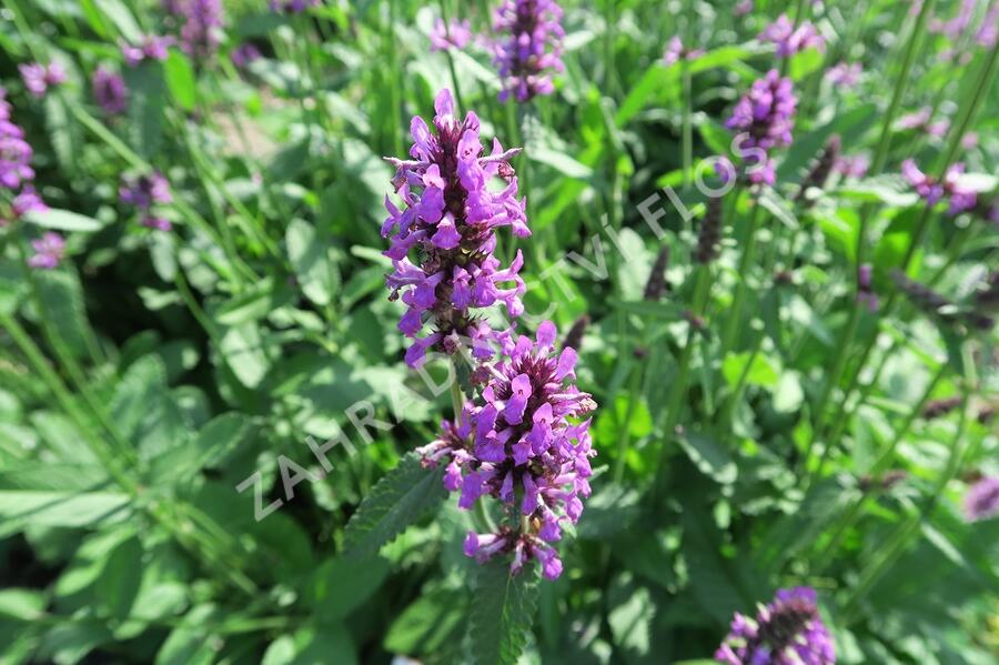 Čistec, bukvice lékařská - Stachys (Betonica) officinalis